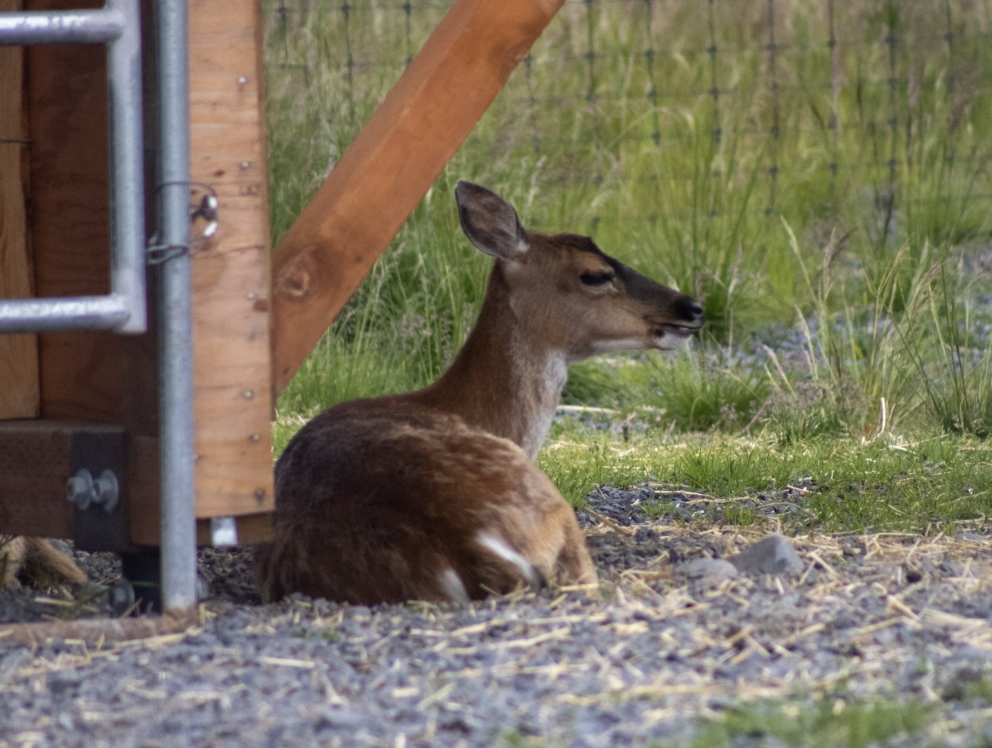 Sitka Blacktail Deer