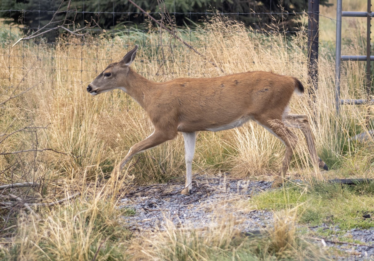 Sitka Blacktail Deer