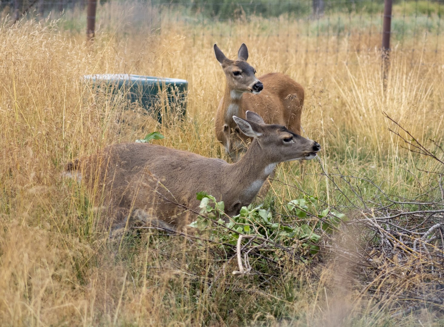 Sitka Blacktail Deer