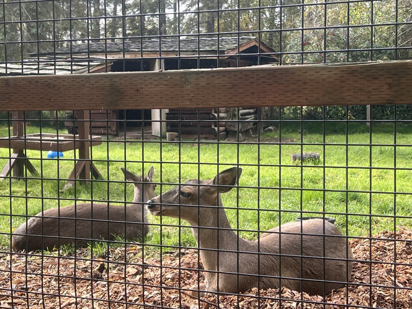 Sitka Blacktail Deer