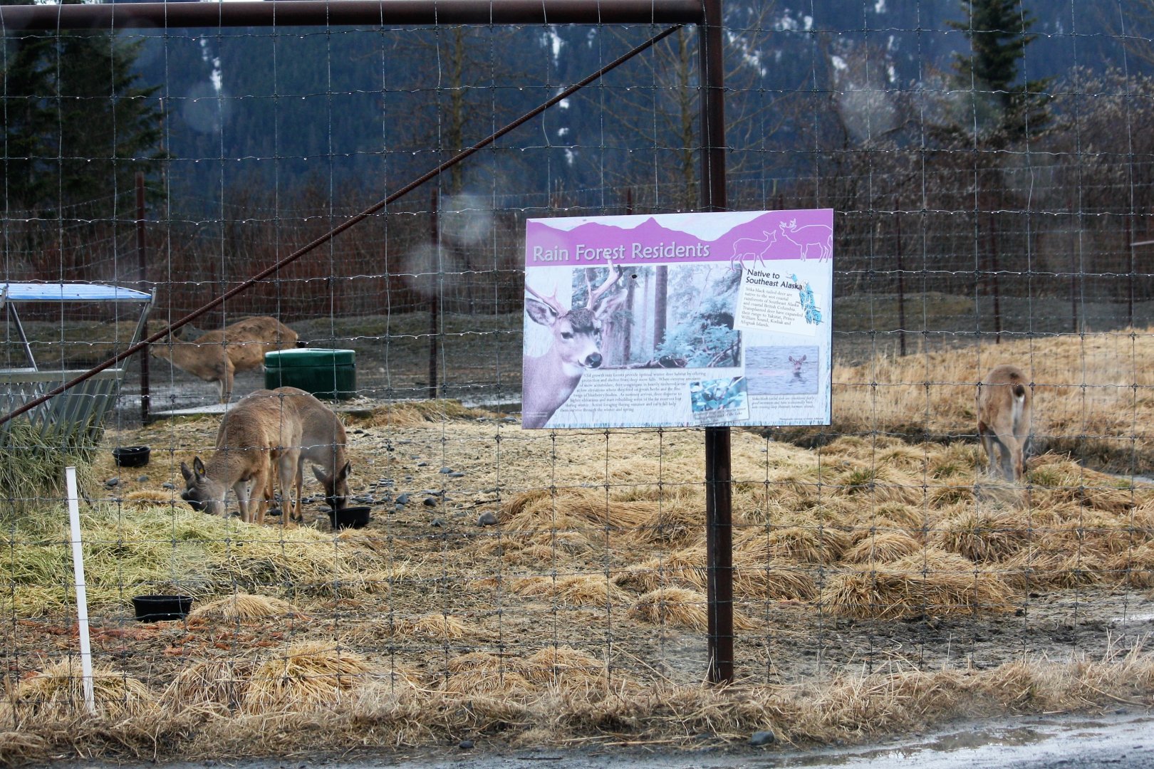 Sitka Blacktailed Deer Exhibit