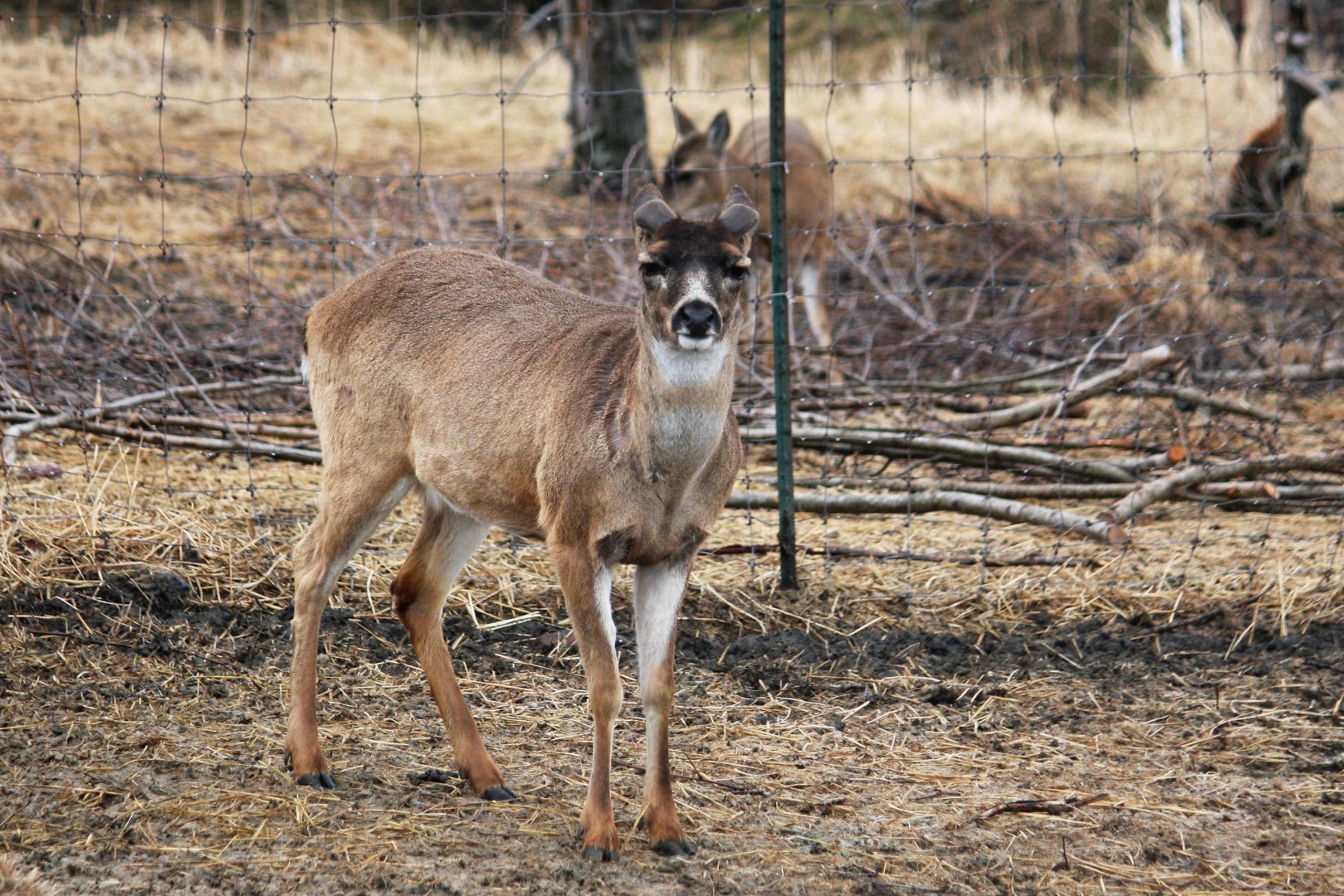 Sitka Blacktailed Deer