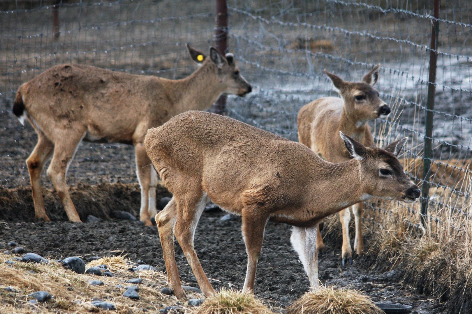 Sitka Blacktailed Deer