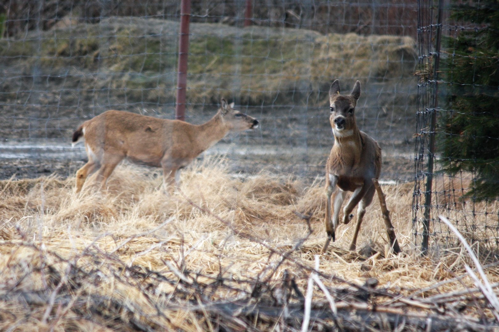 Sitka Blacktailed Deer