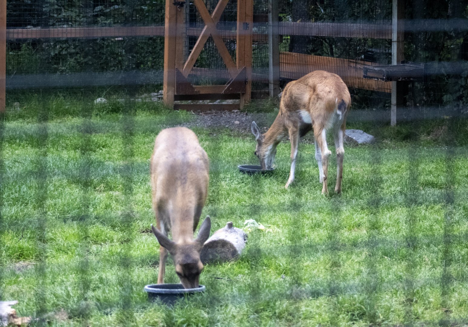 Sitka Blacktailed Deer