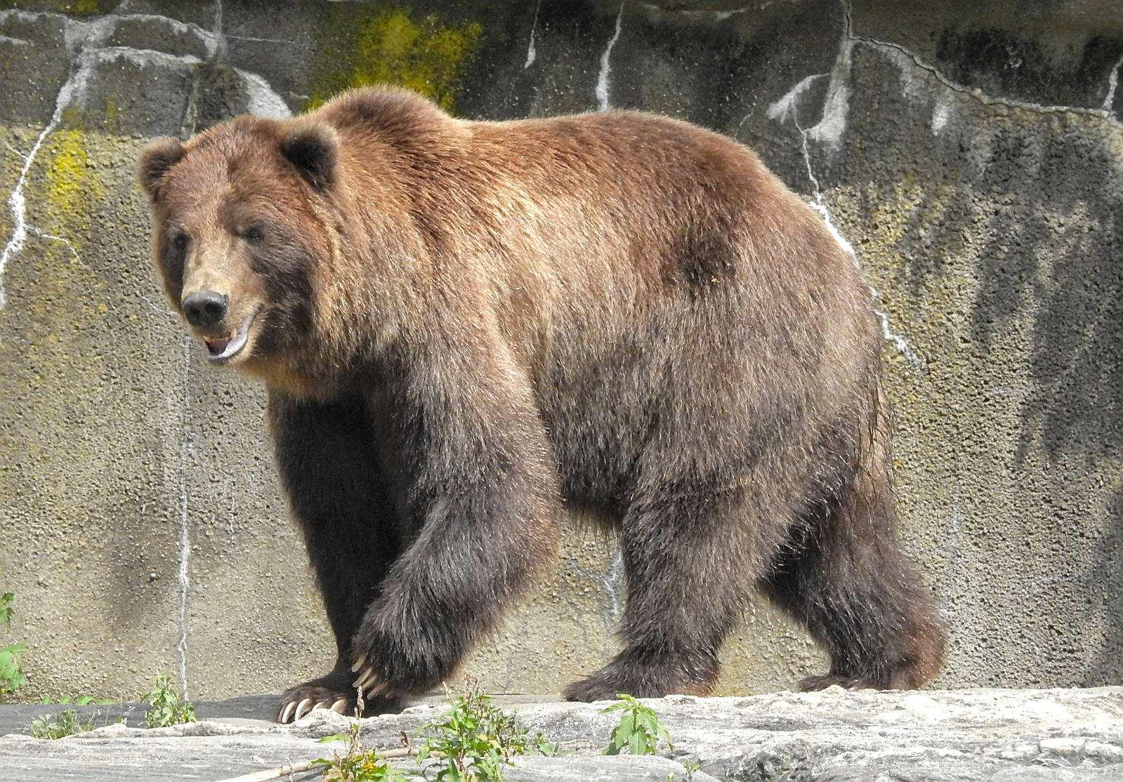 Sitka Brown Bear