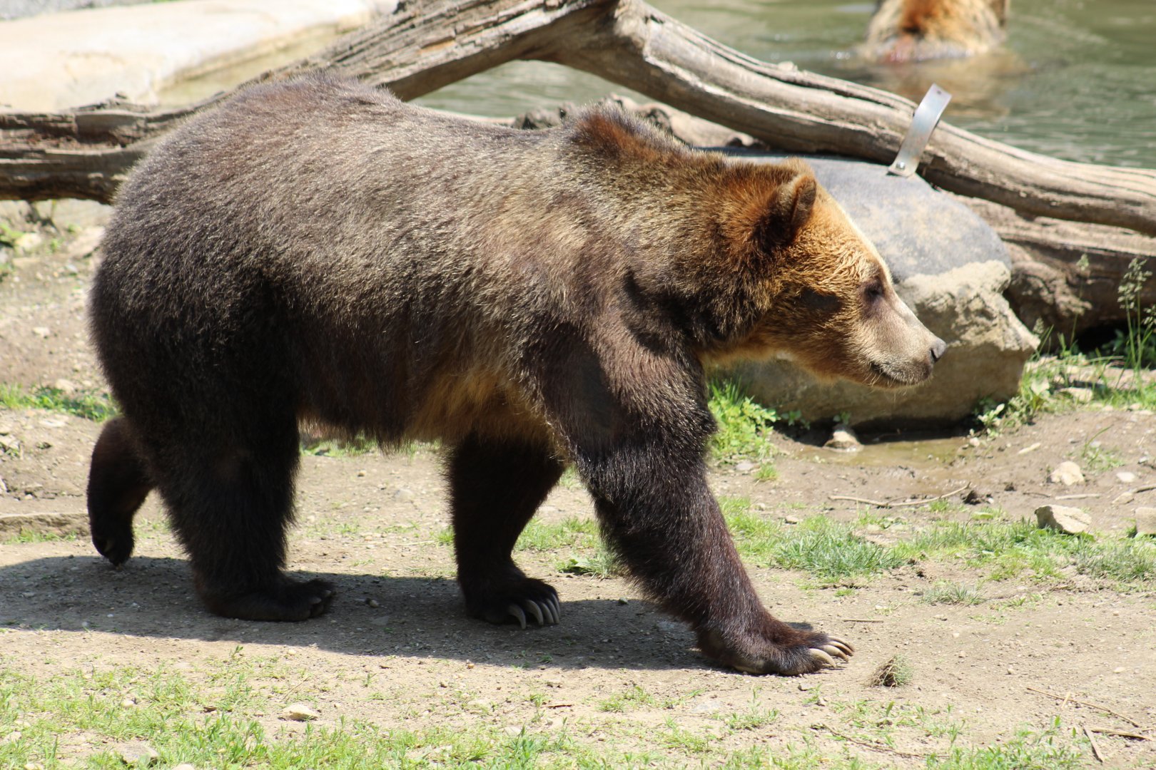 Sitka Brown Bear