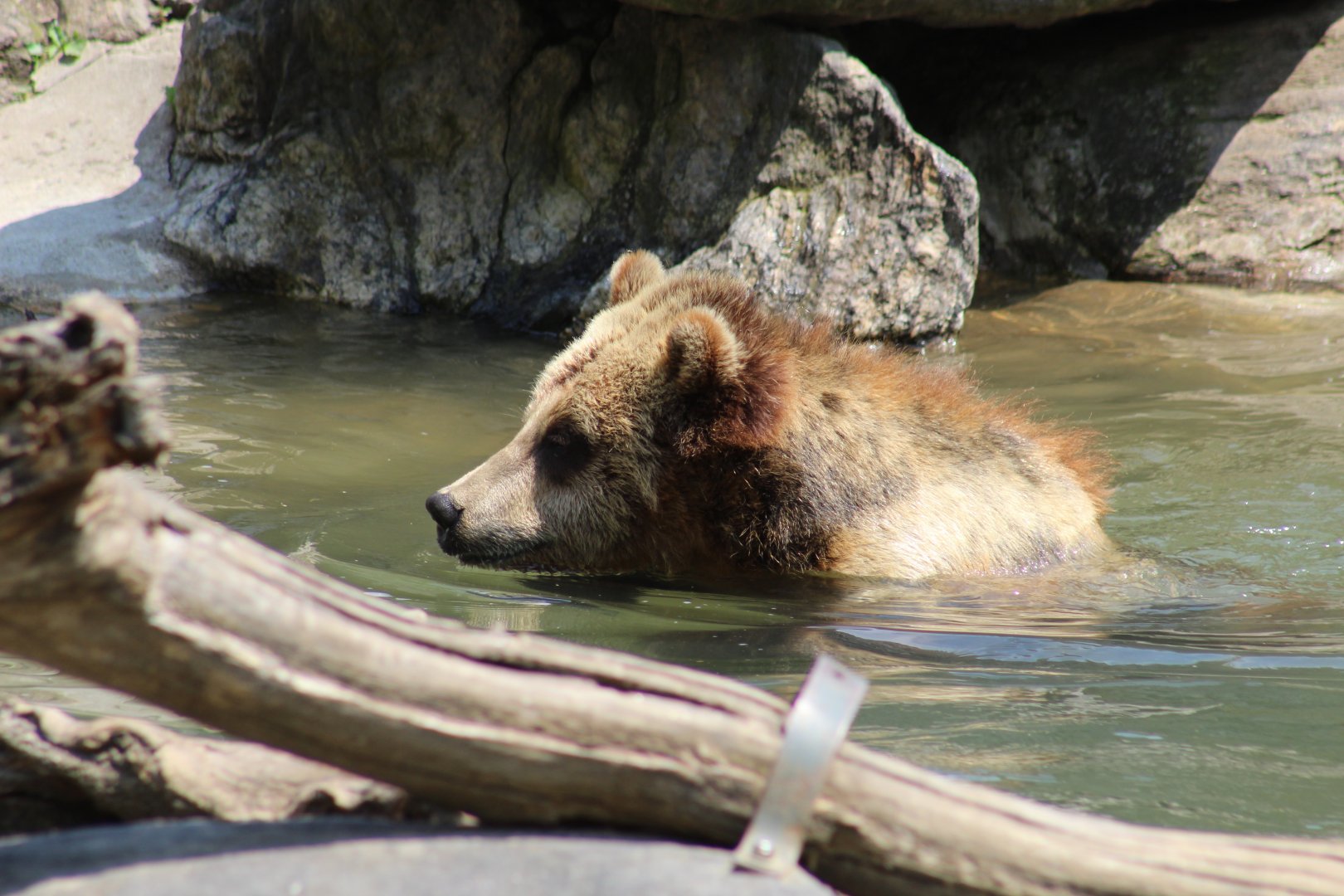Sitka Brown Bear
