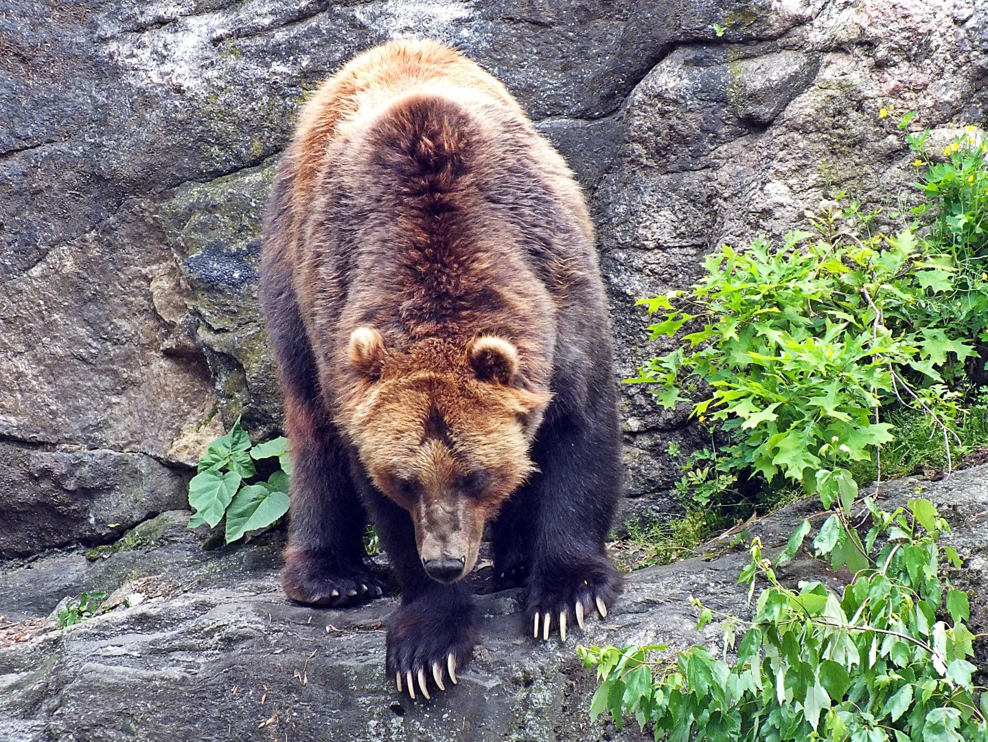 Sitka brown bear