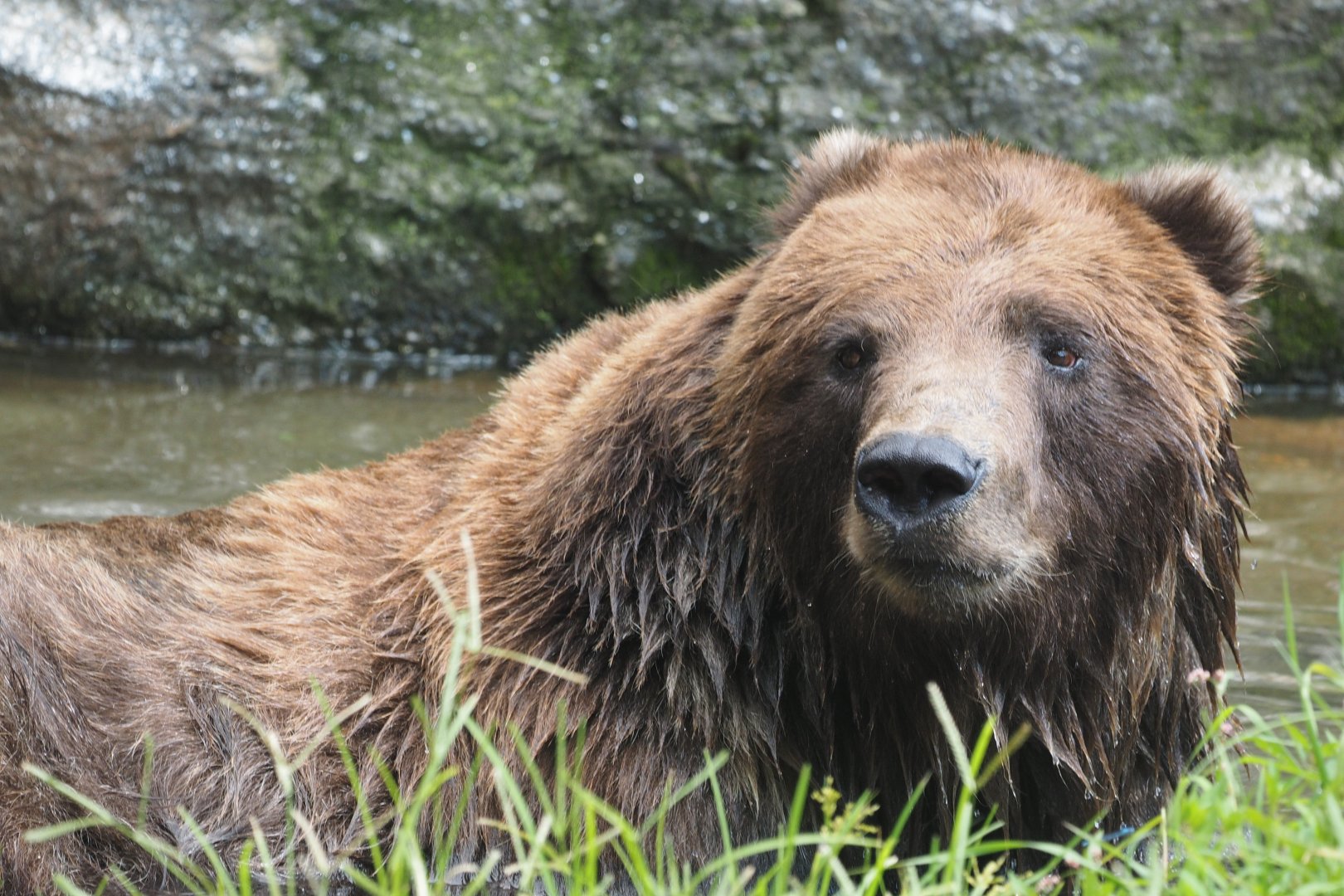 Sitka brown bear