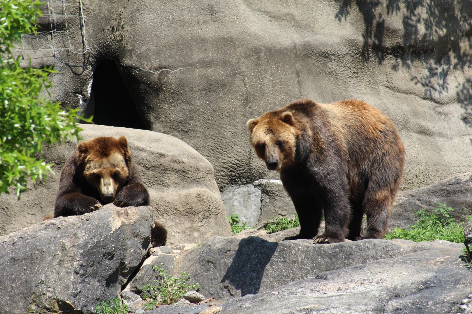Sitka Brown Bears