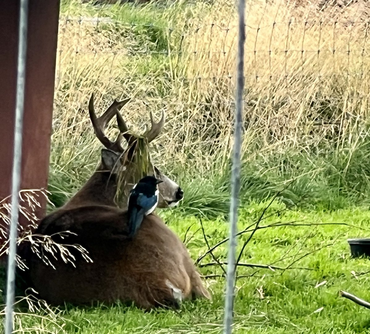 Sitka Deer and Black-billed Magpie