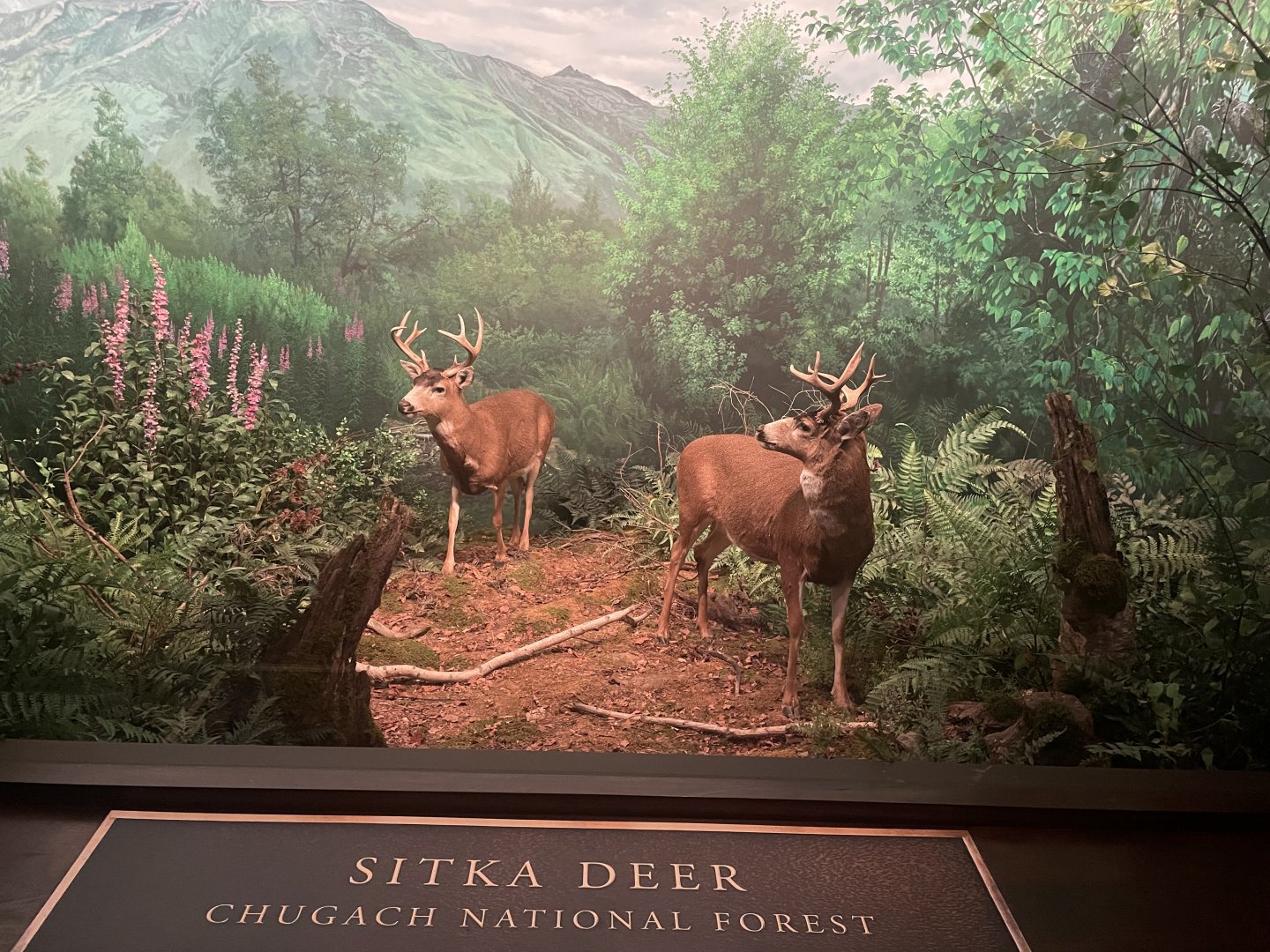 Sitka Deer Diorama