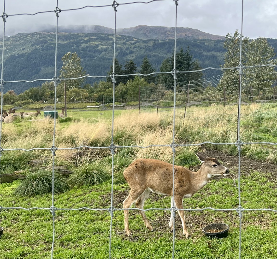 Sitka Deer