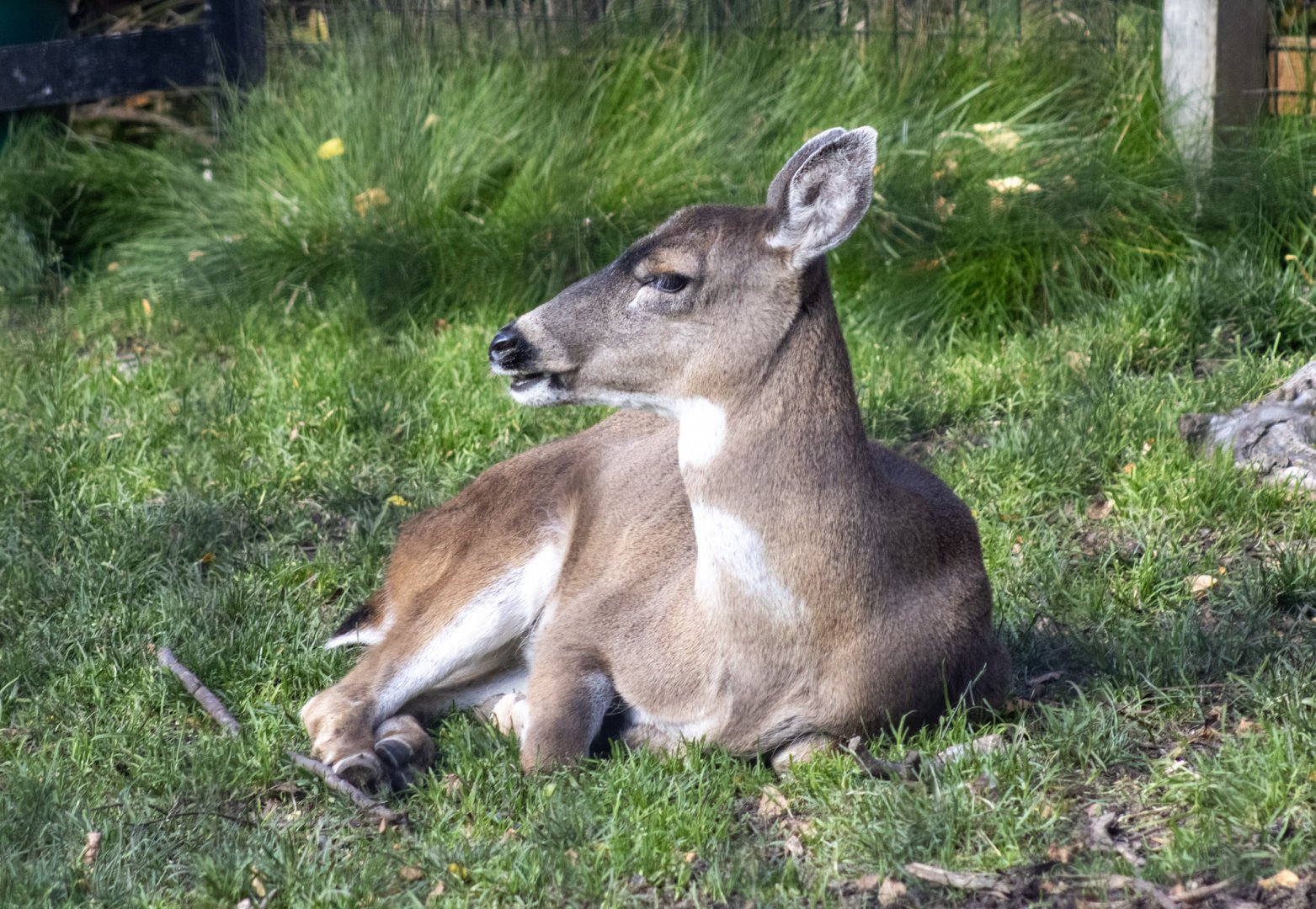 Sitka Deer