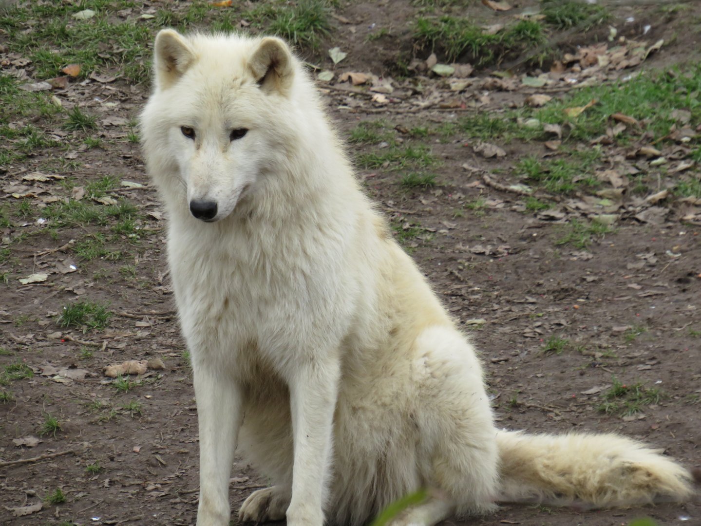 Sitting arctic wolf