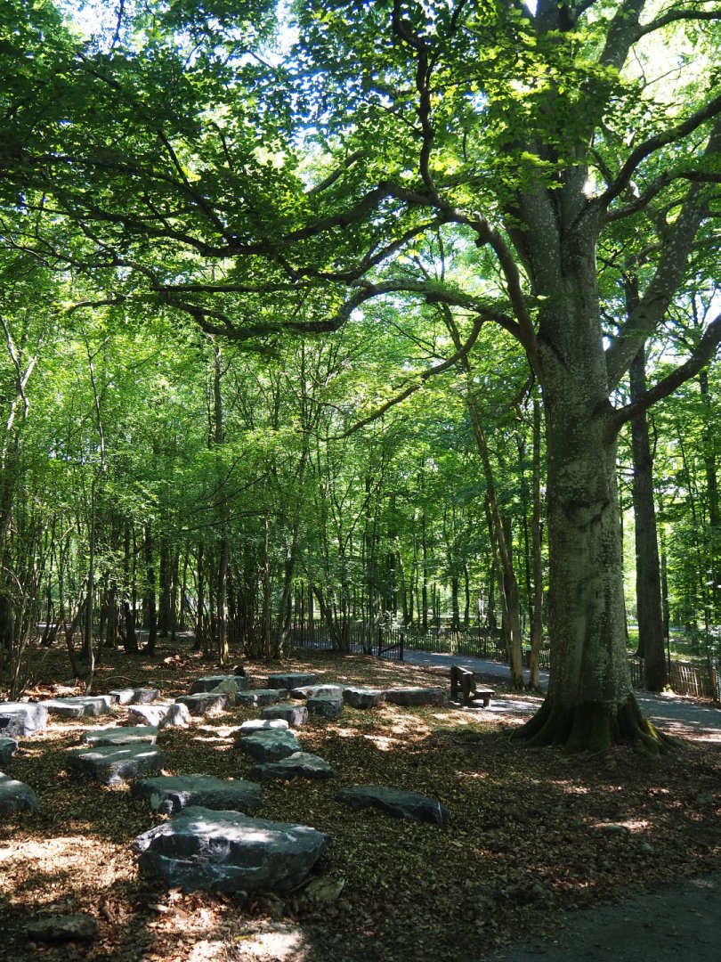 Sitting area underneath large beech tree, 2020-07-12