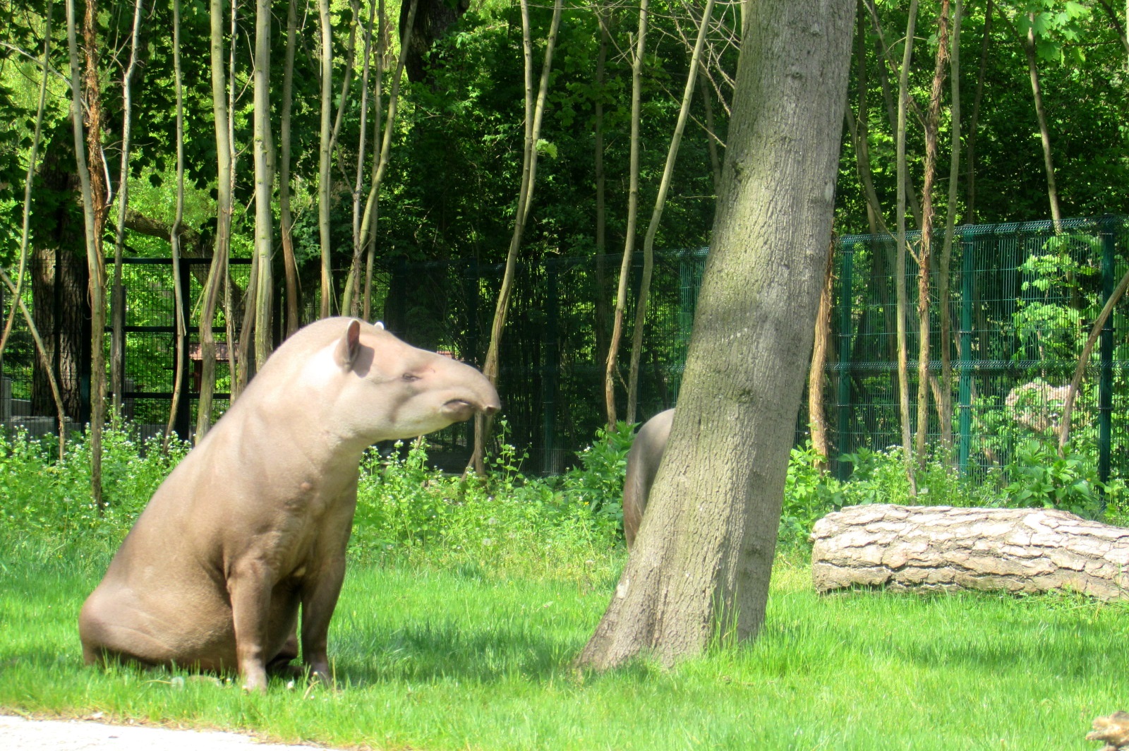 Sitting Brazilian Tapir - 05/2015