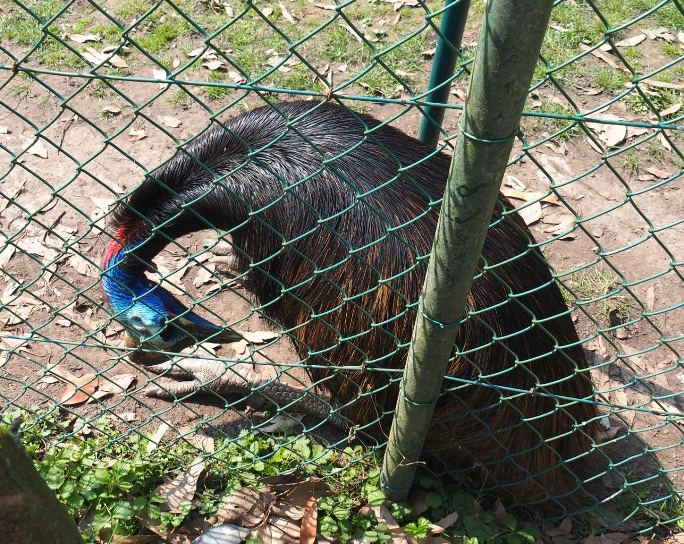 Sitting Double-wattled cassowary (Casuarius casuarius), 2021-04-21
