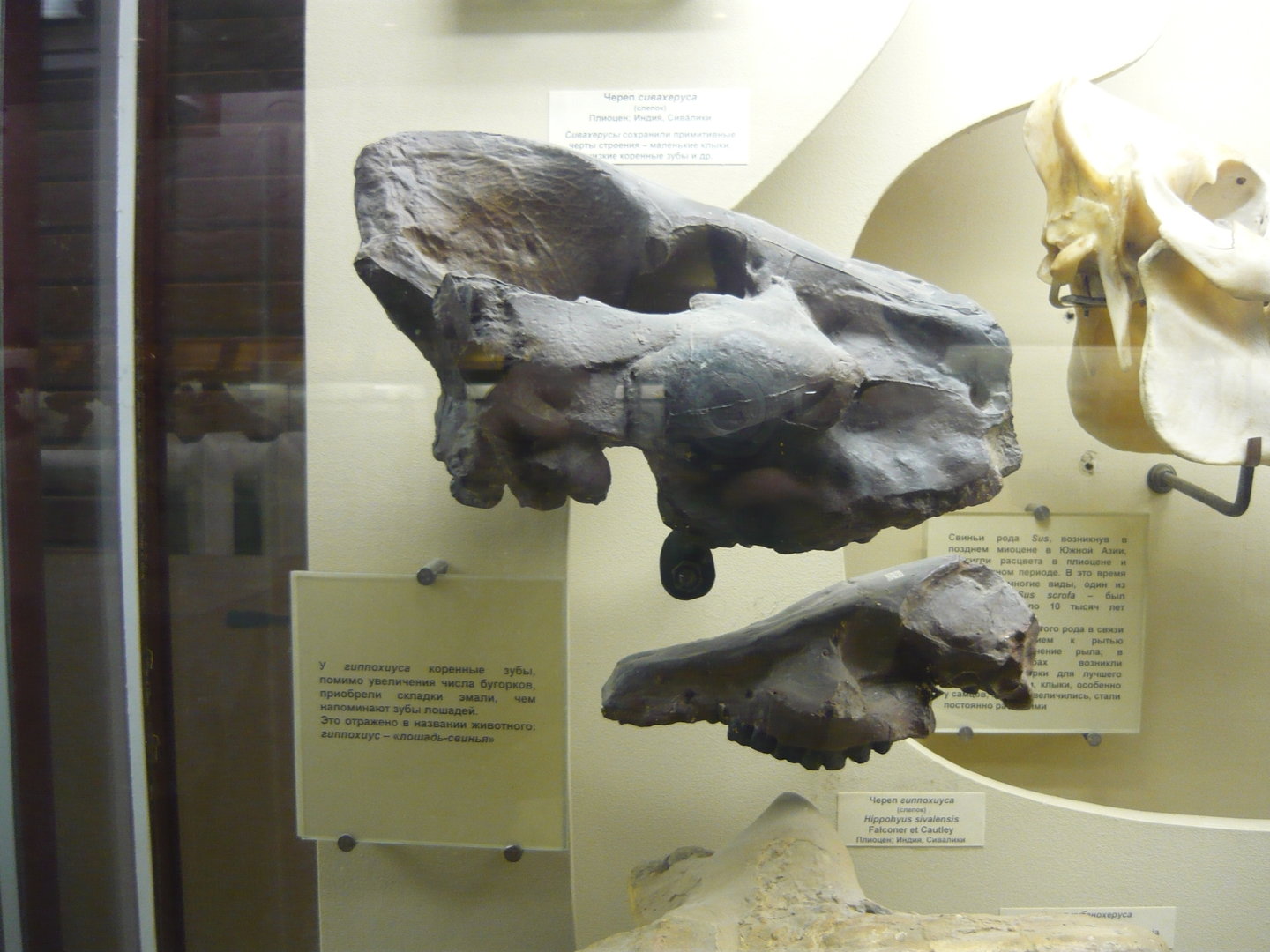 Sivachoerus and Hippochyus sivalensis skulls (casts)