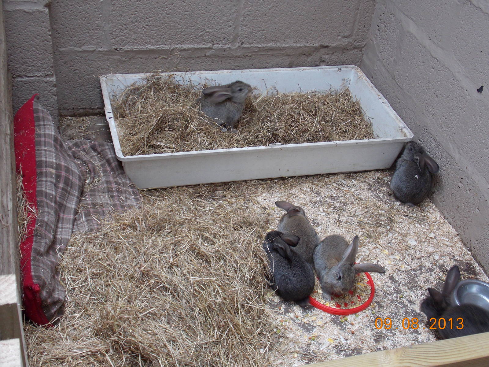 Six baby Giant English Rabbits