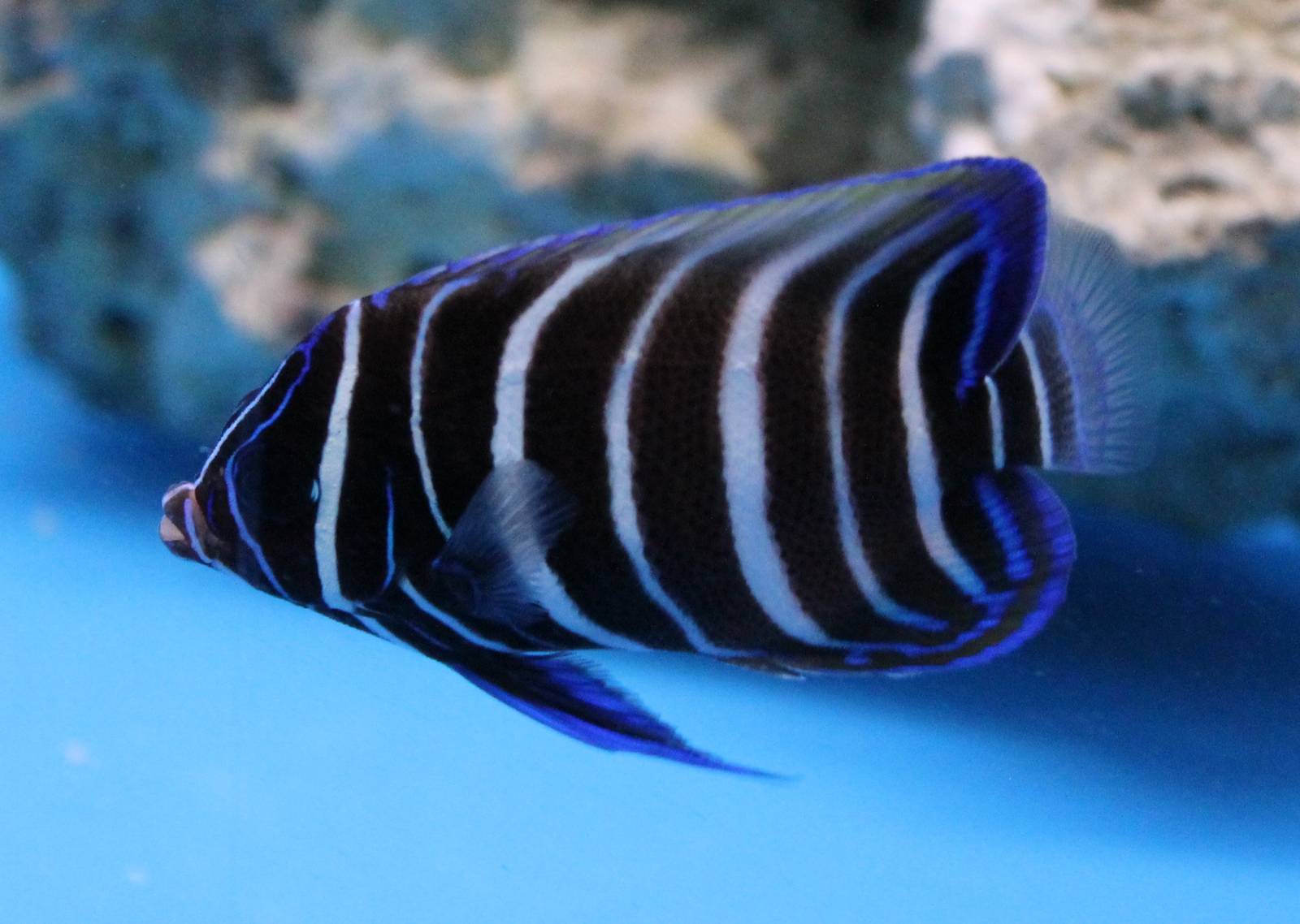 Six-banded angelfish