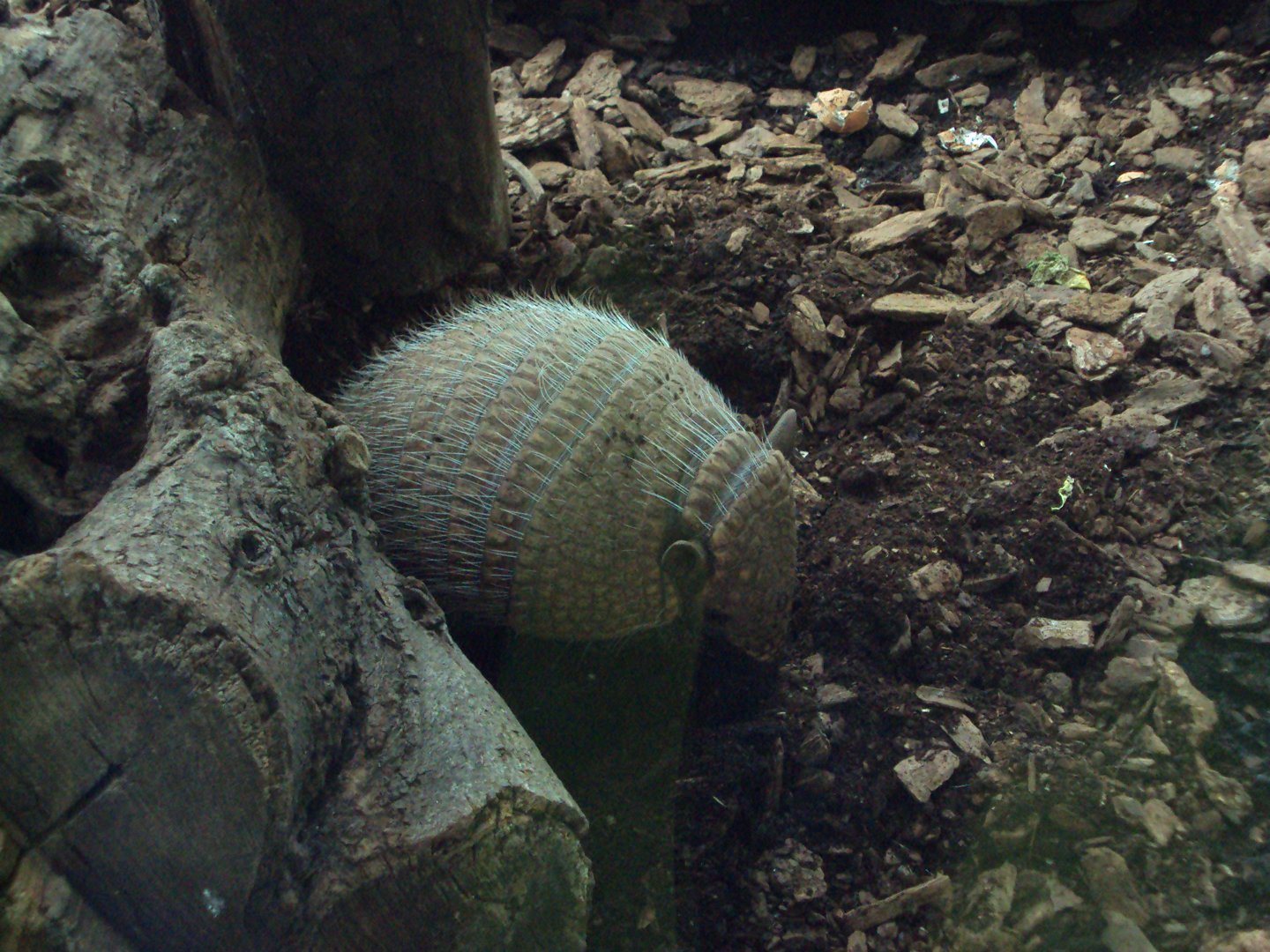 Six-banded Armadillo 03/01/2020