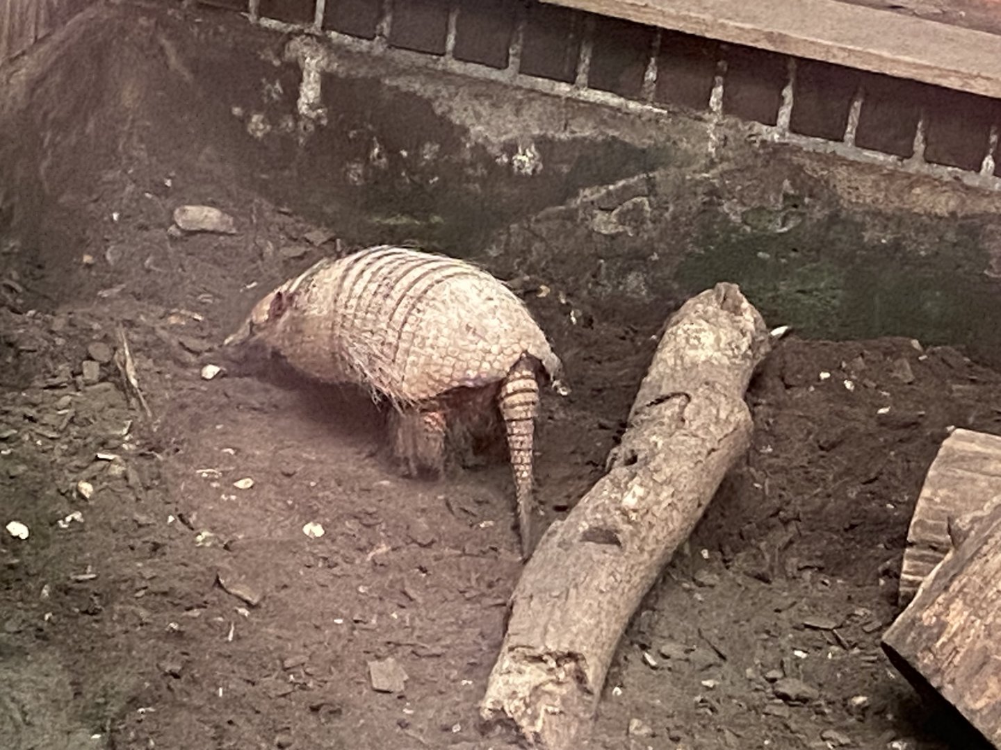 Six-banded armadillo 050924