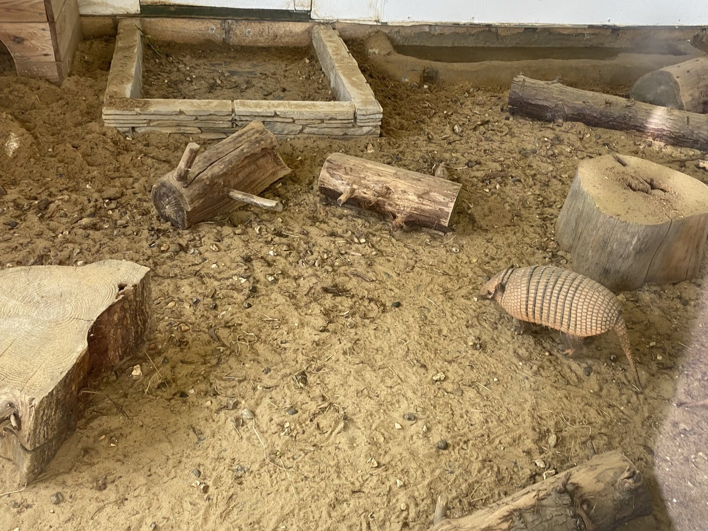 Six-banded armadillo 071121