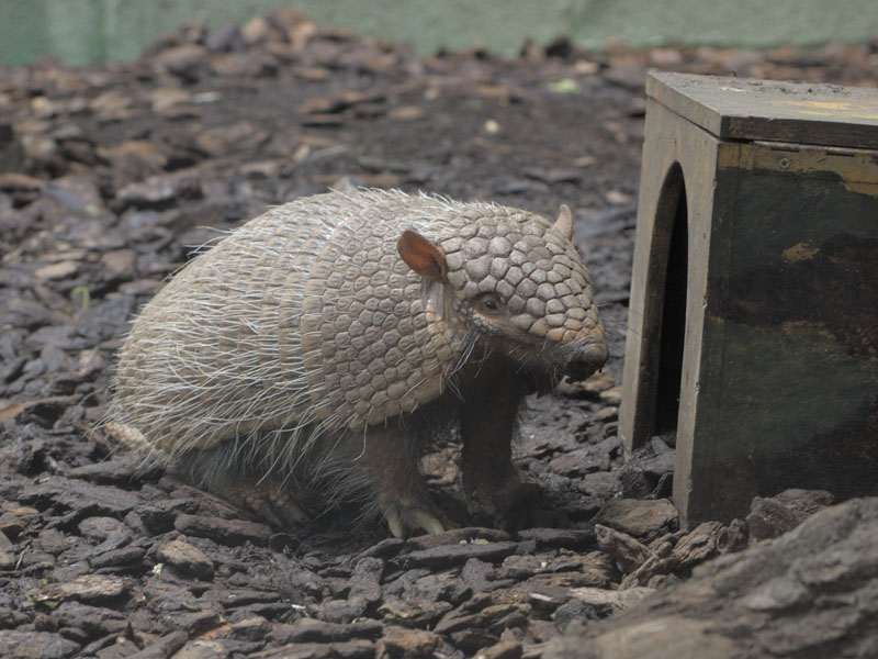 Six-banded armadillo (1)