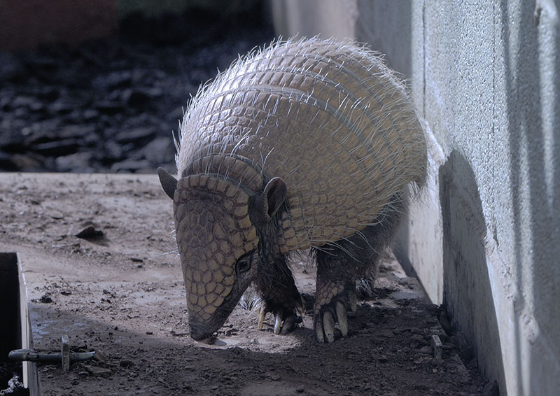 Six-banded armadillo (1)
