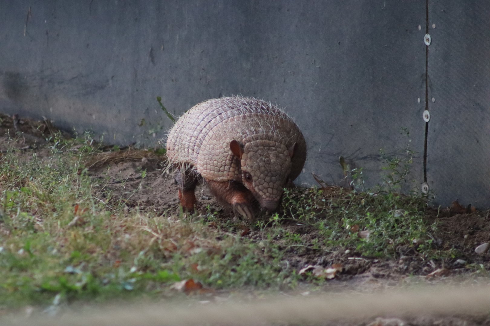Six-banded armadillo - 10 September 2021