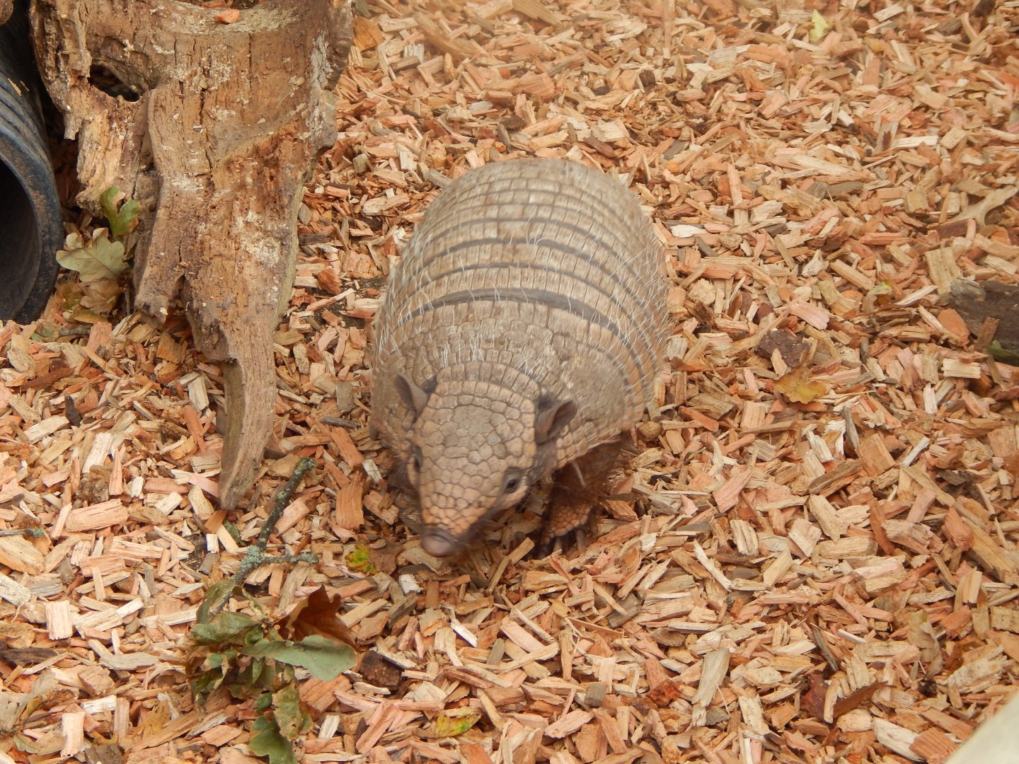 Six-banded armadillo 110921