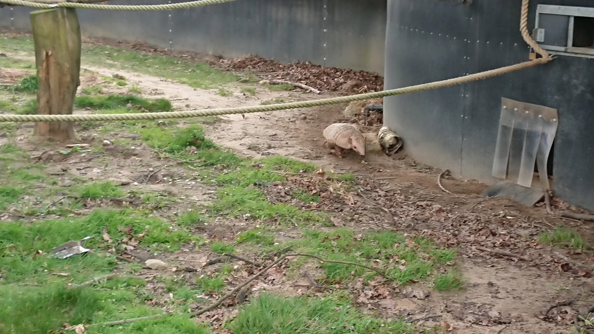 Six-banded Armadillo 18/2/20