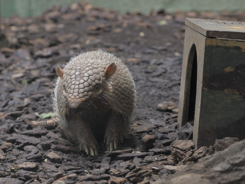 Six-banded armadillo (2)