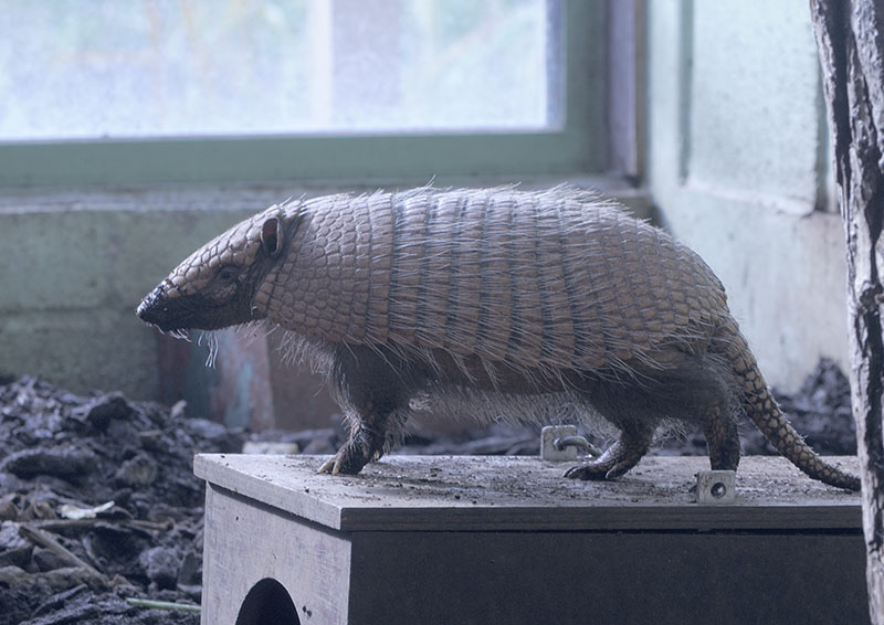 Six-banded armadillo (2)