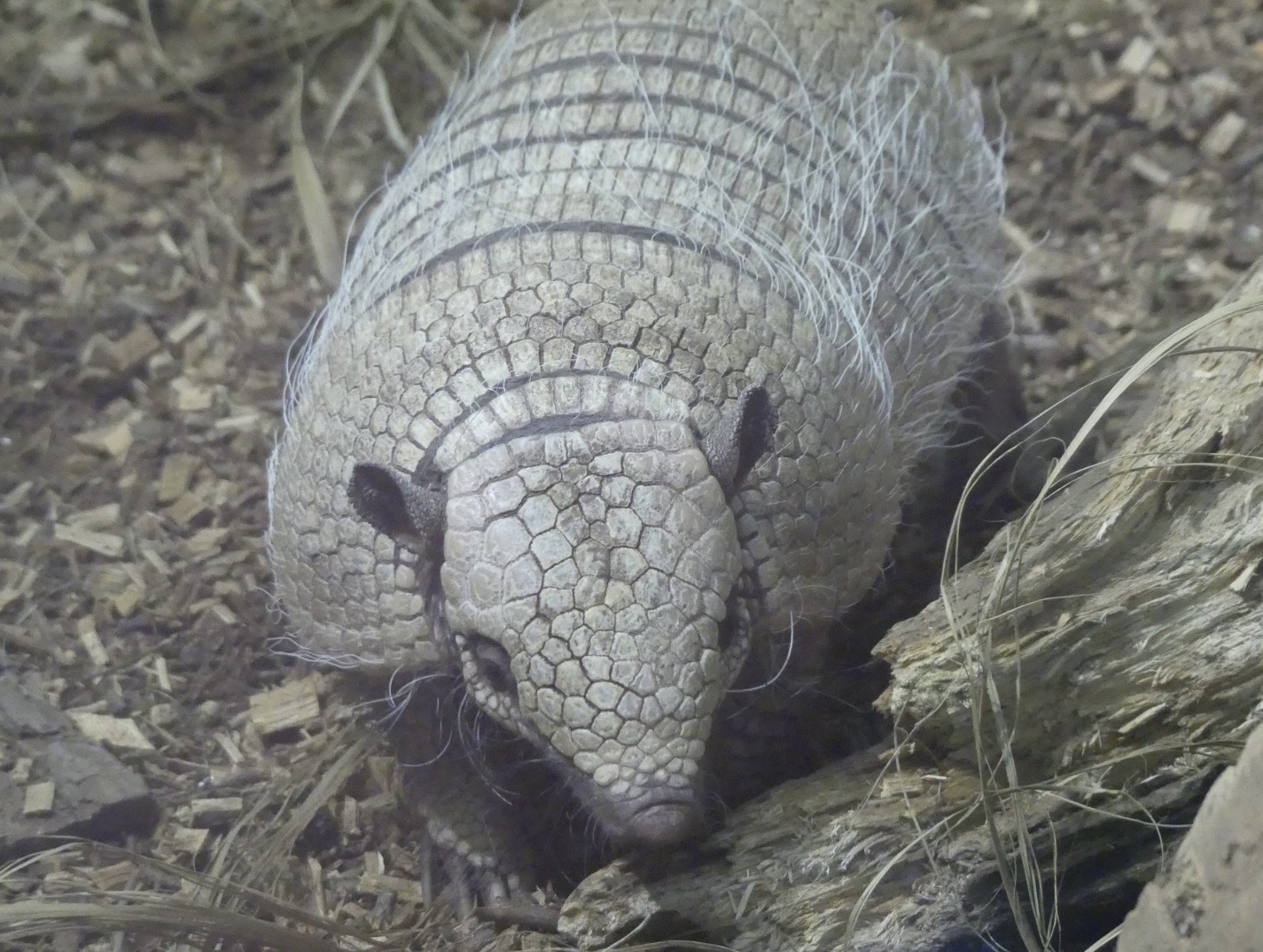 Six Banded Armadillo - 21.10.24