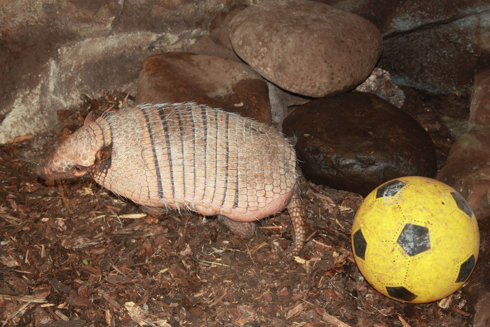 Six-banded Armadillo, 23rd September 2014