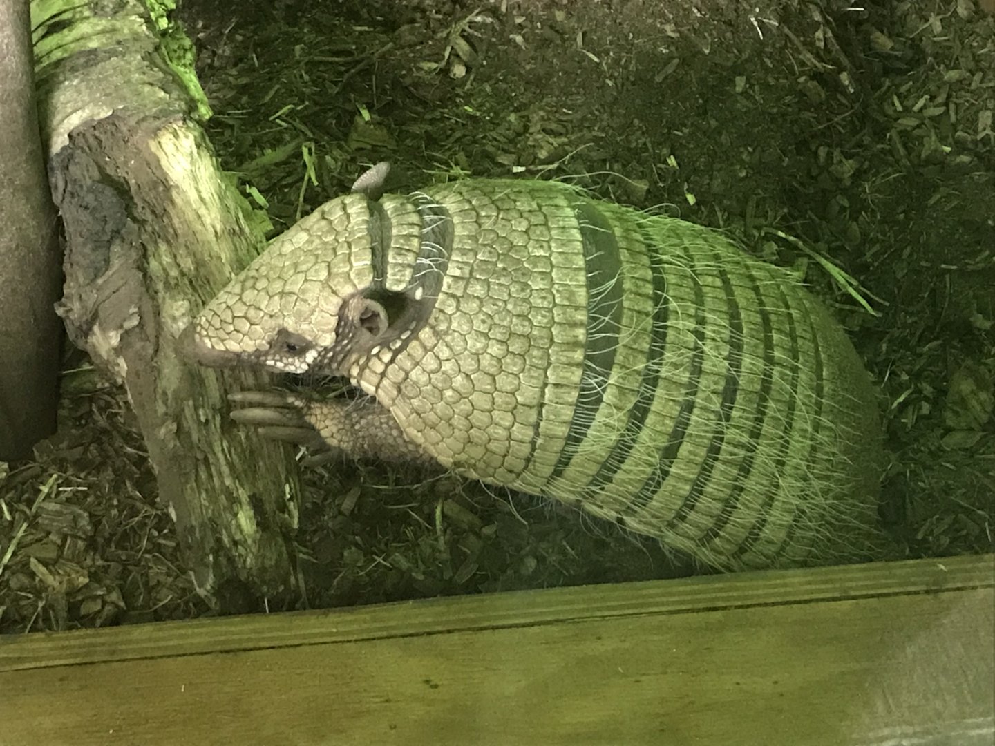 Six-banded armadillo 290419
