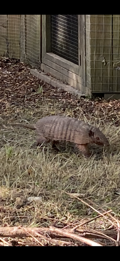 Six-banded armadillo 290723