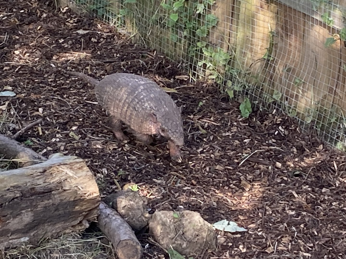 Six-banded armadillo 290723
