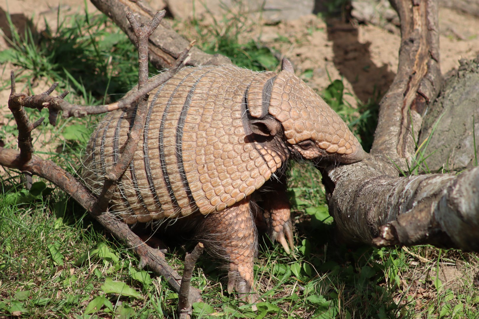 Six-banded Armadillo - 30 July 2020