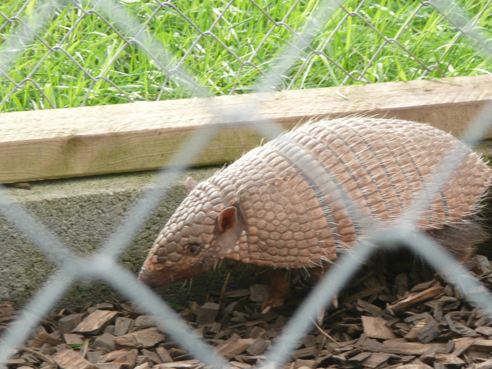 Six-banded Armadillo . 7th October 2010