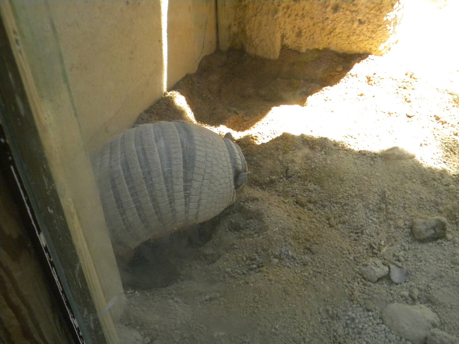 Six-banded Armadillo at Terra Natura 29/07/11