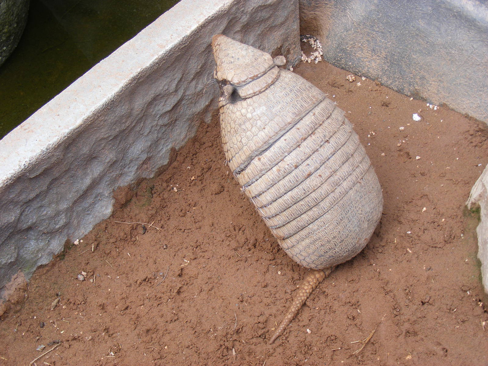 Six-banded armadillo at Wickid Pets Animal Adventure, 18 June 2011