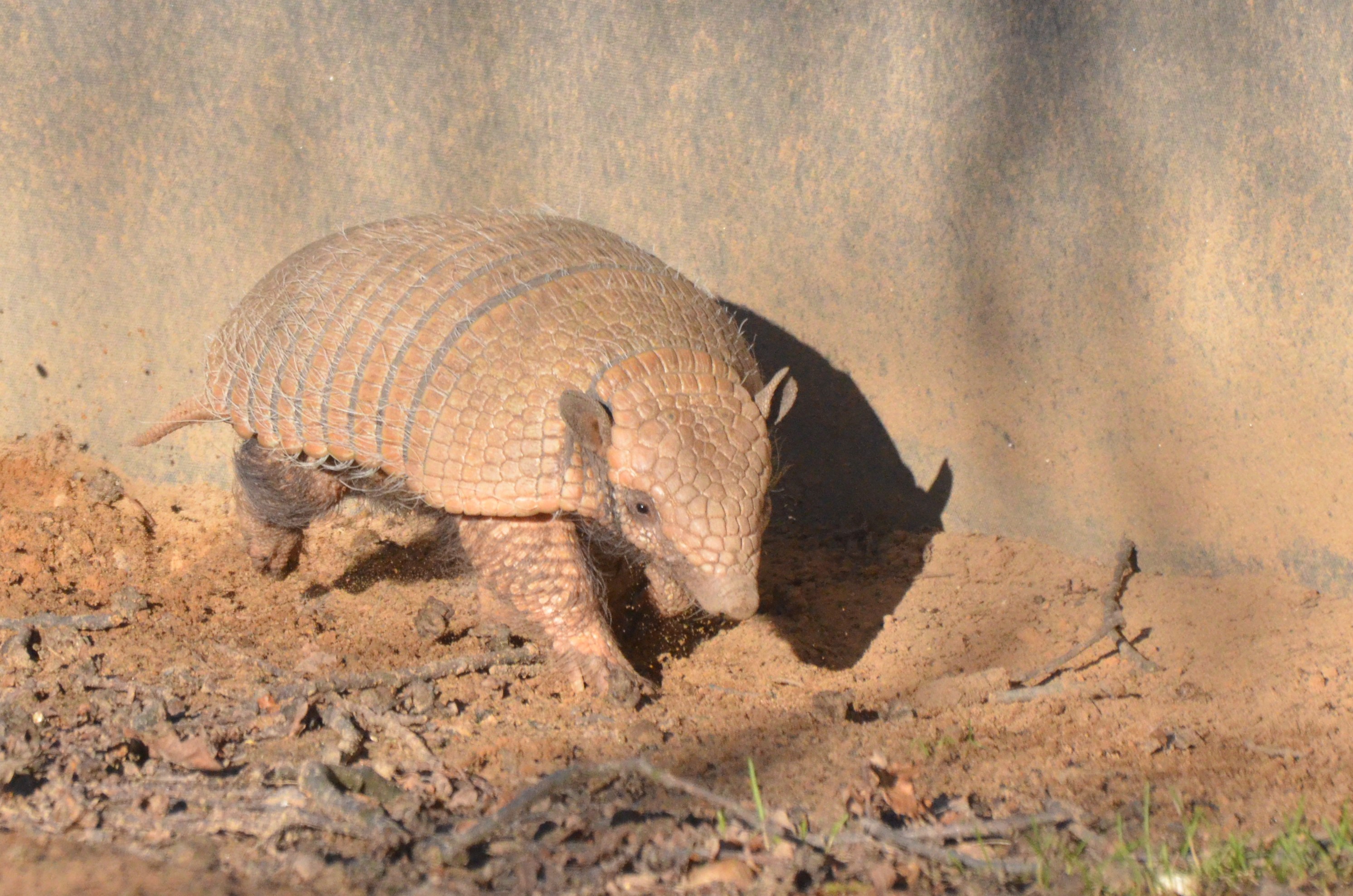 Six-banded Armadillo at Yorkshire WP, 14/01/17