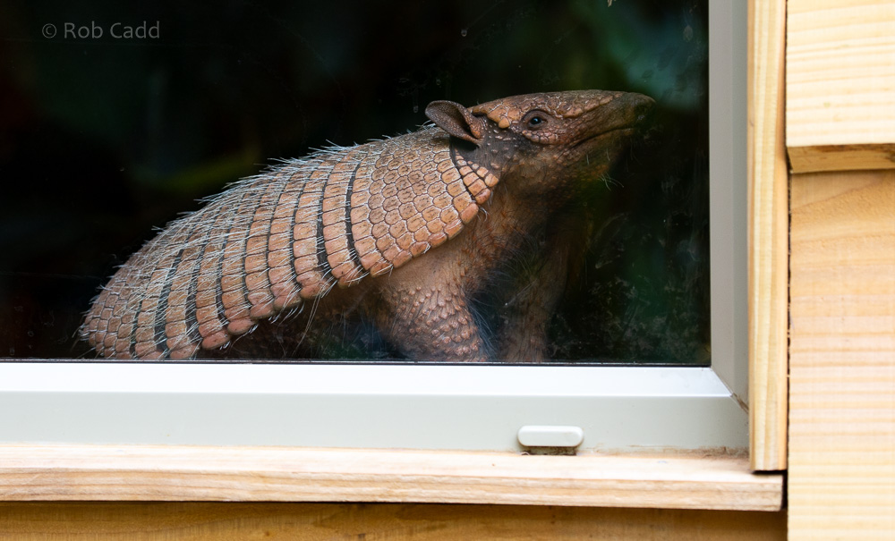 Six-banded armadillo : Cotswold WP : 14 Jun 2019