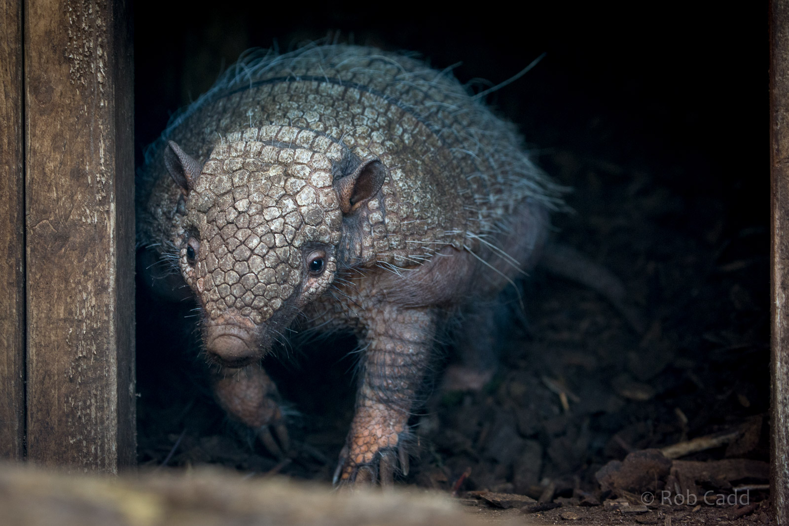 Six-banded armadillo : Cotswold WP : 26 Mar 2015