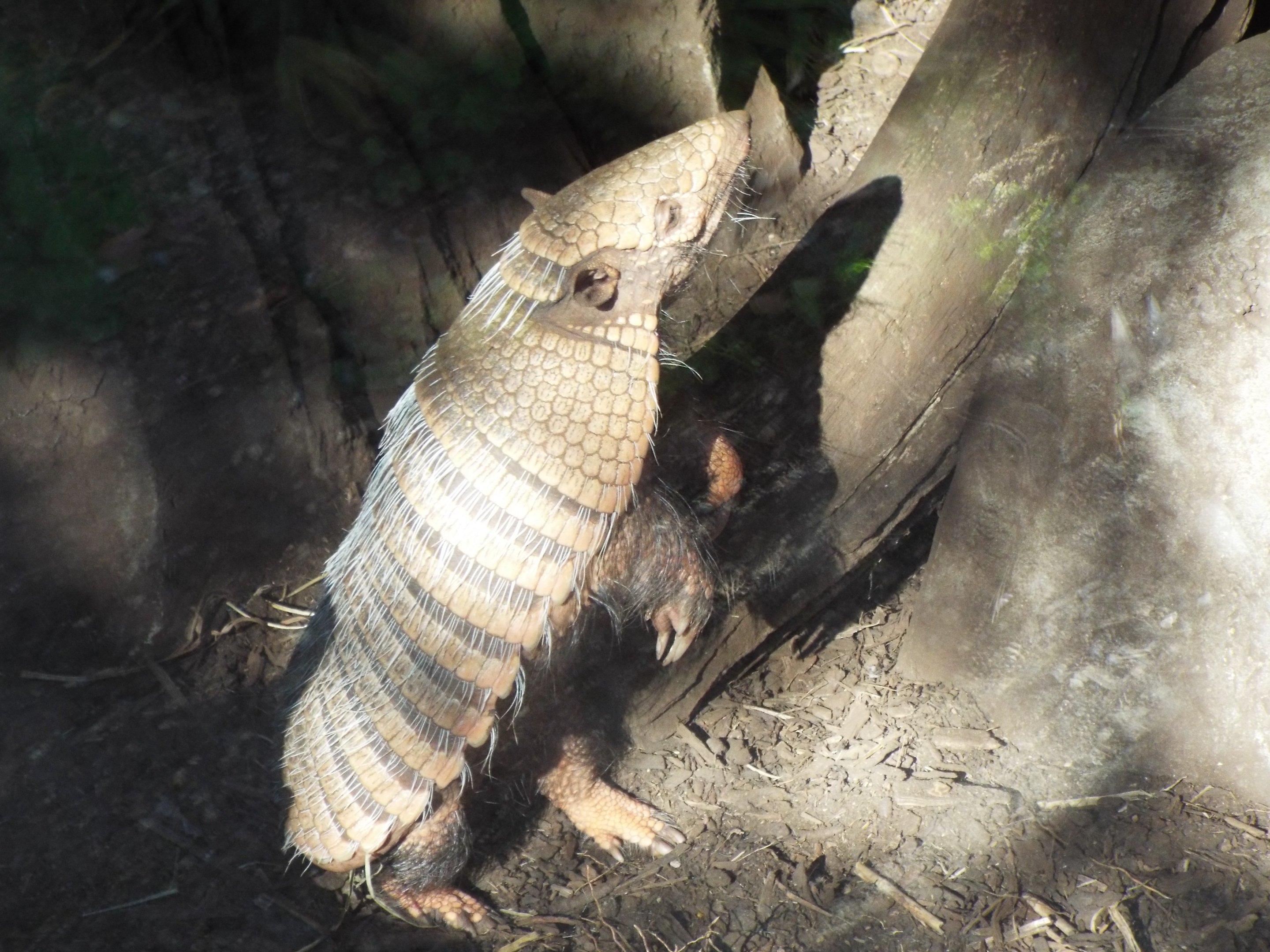Six Banded Armadillo, CWP