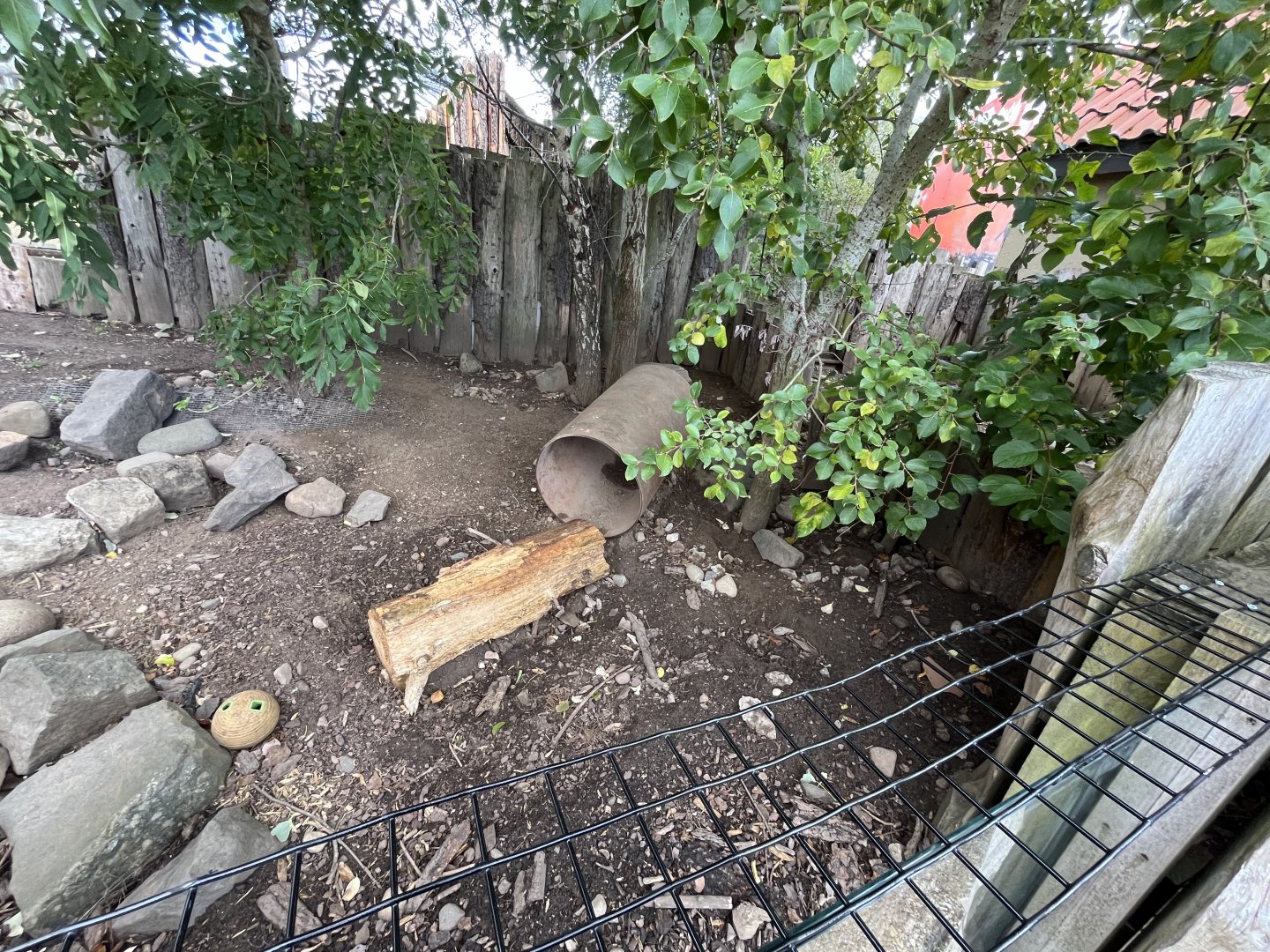 Six-banded armadillo enclosure 1.9.25